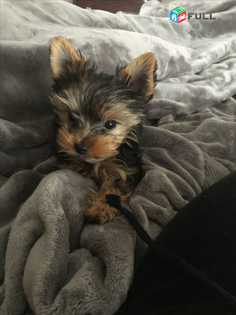 York yorki
