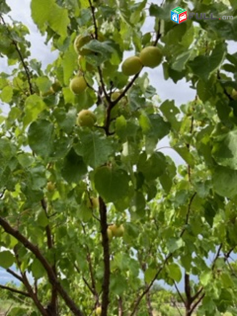 Գյուղատնտեսական