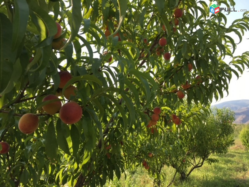 Հողատարածք գլխավոր մայրուղու երկայնքով