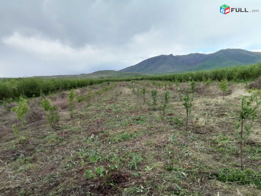 Խնձորի այգի