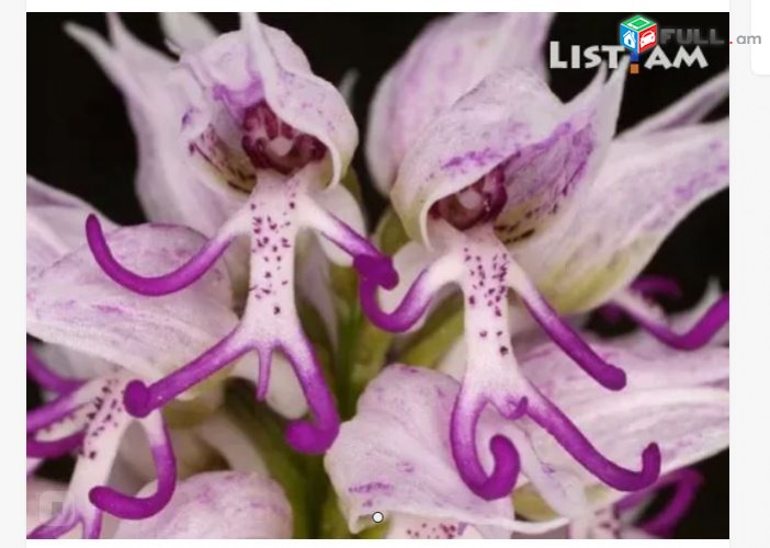 Orxideya Orxidea-epidendrum ծաղիկների մեծ տեսականի. Մոտ 800 տեսակ