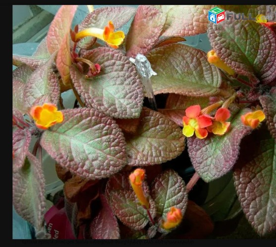 Episcia episcia Эписция Տանն աճԵցրած ծաղիկների ՇԱՏ մեծ տասականի