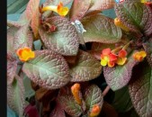 Episcia episcia Эписция Տանն աճԵցրած ծաղիկների ՇԱՏ մեծ տասականի