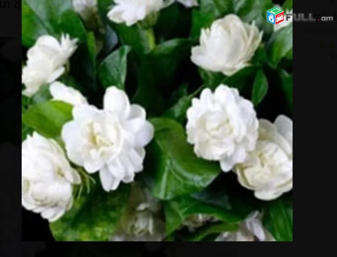 Jasmin sambak Gasmin sambak ծաղիկների մեծ տեսականի. Մոտ 800 տեսակ