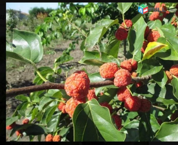 Кудрания-клубничное дерево ծաղիկների մեծ տեսականի