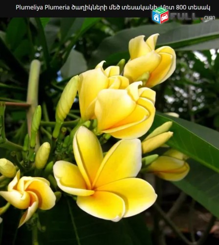 Plumeliya Plumeria ծաղիկների մեծ տեսականի. Մոտ 800 տեսակ