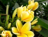 Plumeliya Plumeria ծաղիկների մեծ տեսականի. Մոտ 800 տեսակ