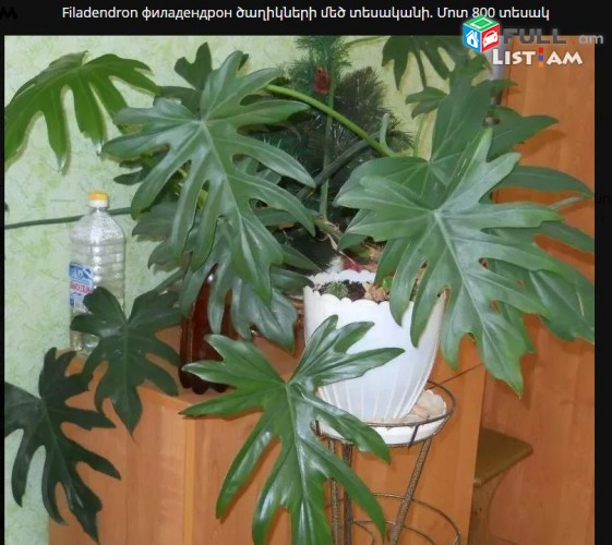 Filadendron филадендрон ծաղիկների մեծ տեսականի. Մոտ 800 տեսակ