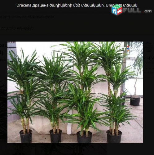 Dracena Драцена ծաղիկների մեծ տեսականի. Մոտ 800 տեսակ