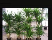 Dracena Драцена ծաղիկների մեծ տեսականի. Մոտ 800 տեսակ