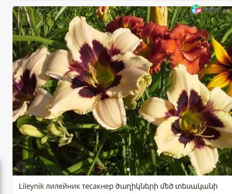 Lileynik лилейник тесакнер ծաղիկների մեծ տեսականի