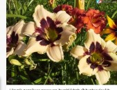 Lileynik лилейник тесакнер ծաղիկների մեծ տեսականի