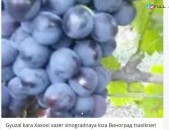 Gyuzal kara Xaxoxi vazer vinogradnaya loza Виноград tsaxikneri buyseri mets tesa