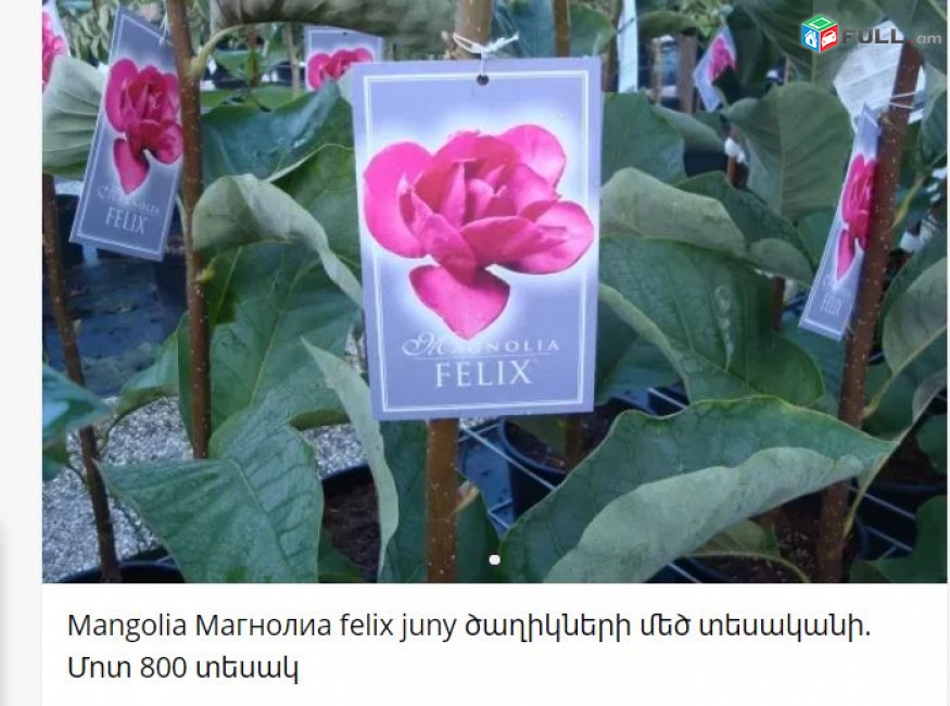 Mangolia Магнолиа felix juny ծաղիկների մեծ տեսականի. Մոտ 800 տեսակ