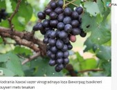Kodrania Xaxoxi vazer vinogradnaya loza Виноград tsaxikneri buyseri mets tesakan