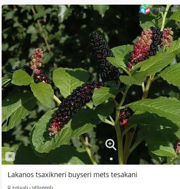 Lakanos tsaxikneri buyseri mets tesakani