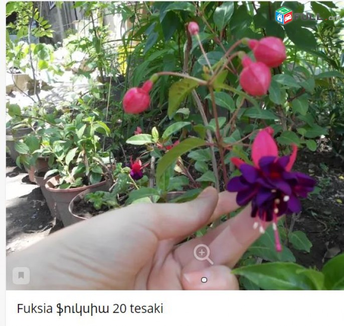 Fuksia ֆուկսիա 20 tesaki