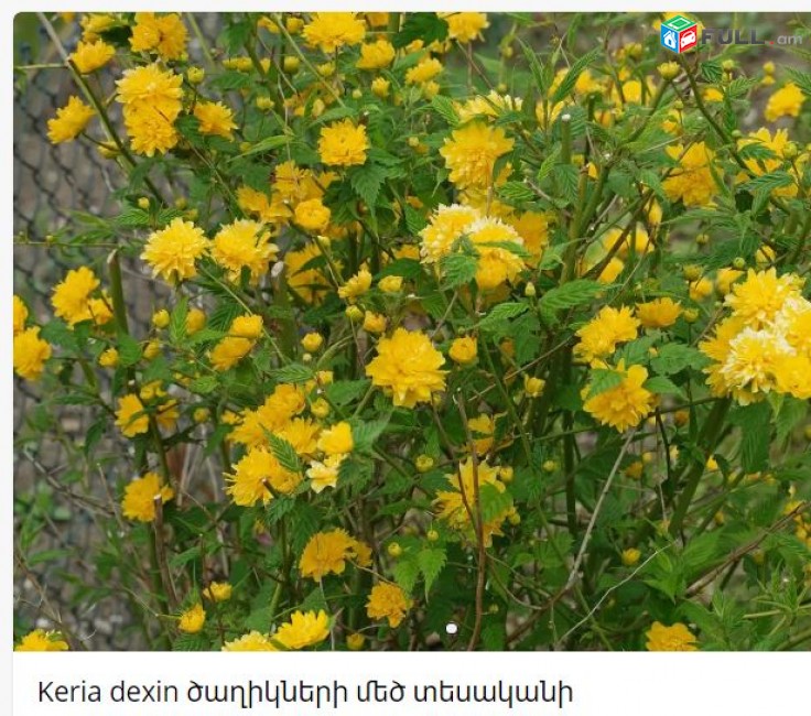 Keria dexin ծաղիկների մեծ տեսականի