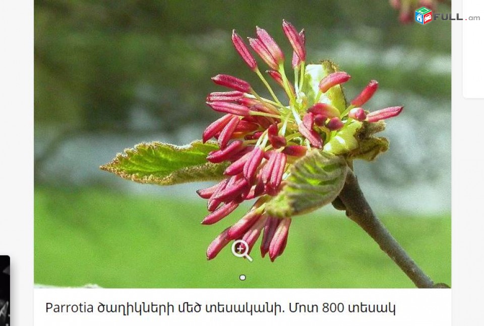 Parrotia ծաղիկների մեծ տեսականի. Մոտ 800 տեսակ