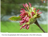 Parrotia ծաղիկների մեծ տեսականի. Մոտ 800 տեսակ