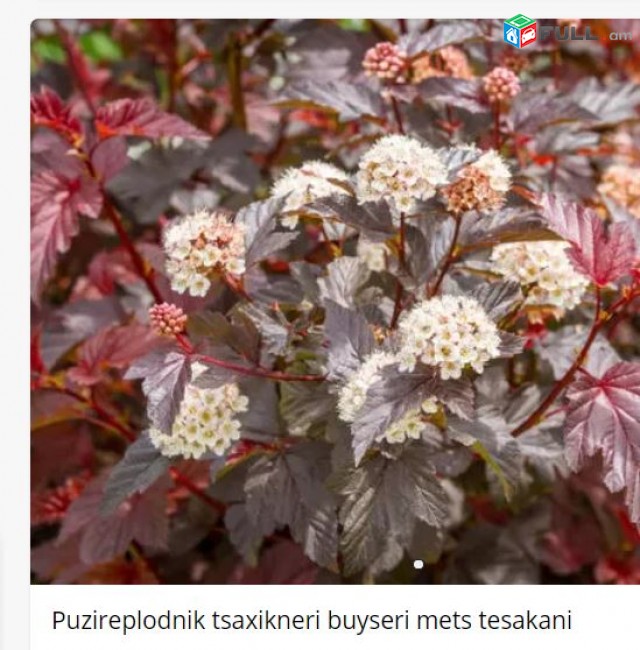 Puzireplodnik tsaxikneri buyseri mets tesakani