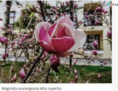 Magnolia-soulangeana Alba superba