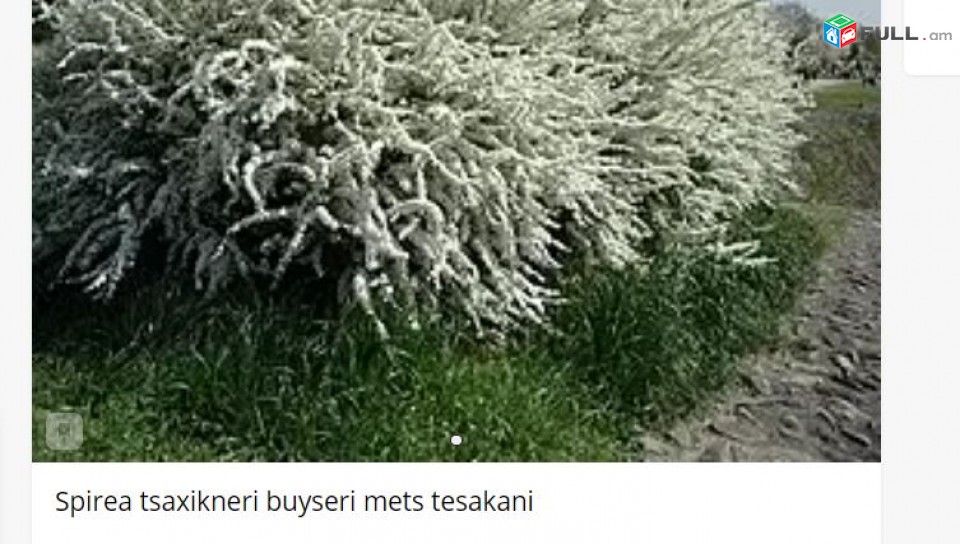 Spirea tsaxikneri buyseri mets tesakani