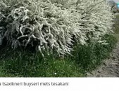 Spirea tsaxikneri buyseri mets tesakani