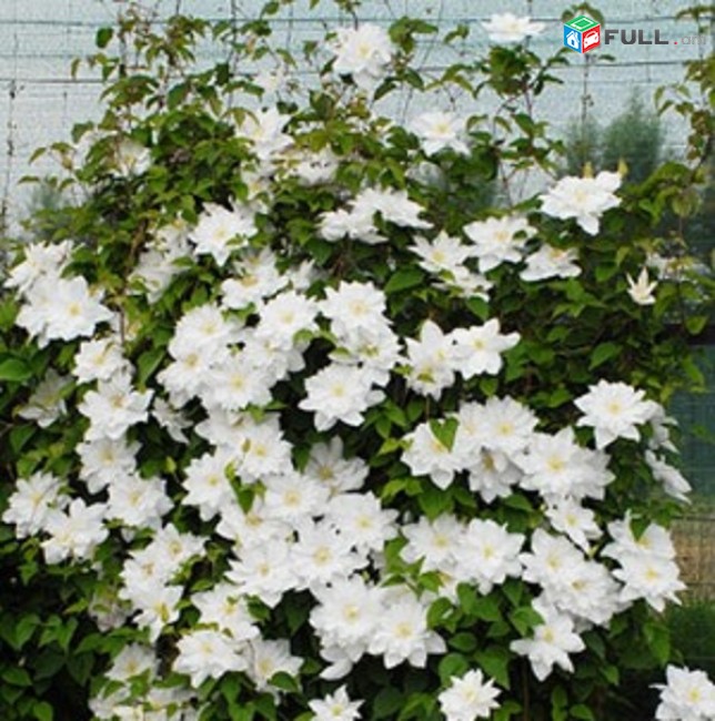  Klematis klimatis klematis nelly mosser մագլցող բույս