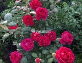 Drsi varder վարդեր Розы лав перпл