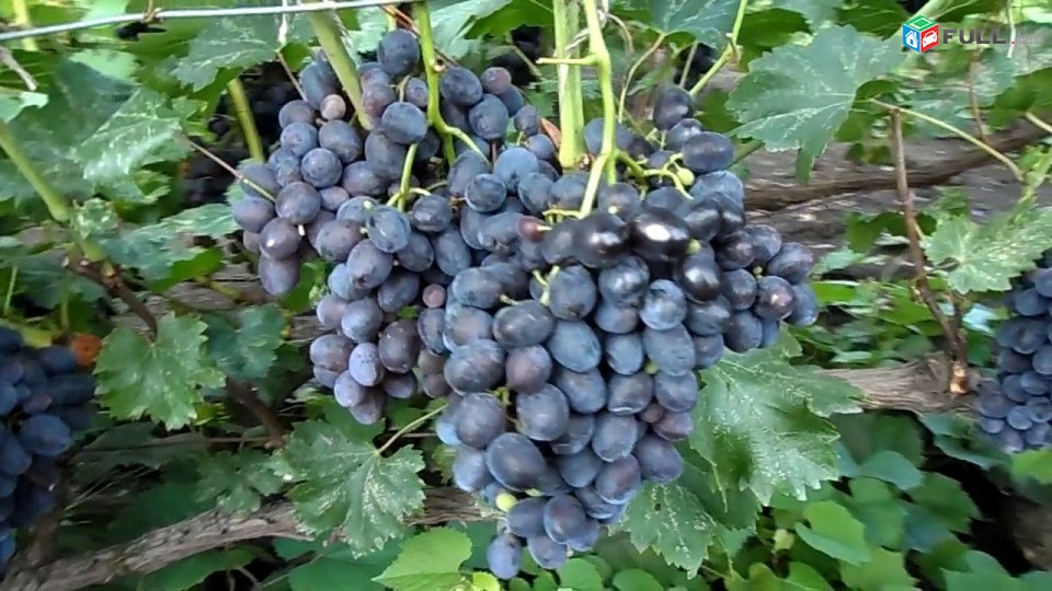 Zabava Xaxoxi vazer vinogradnaya loza Виноград tsaxikneri buyseri mets tesakani