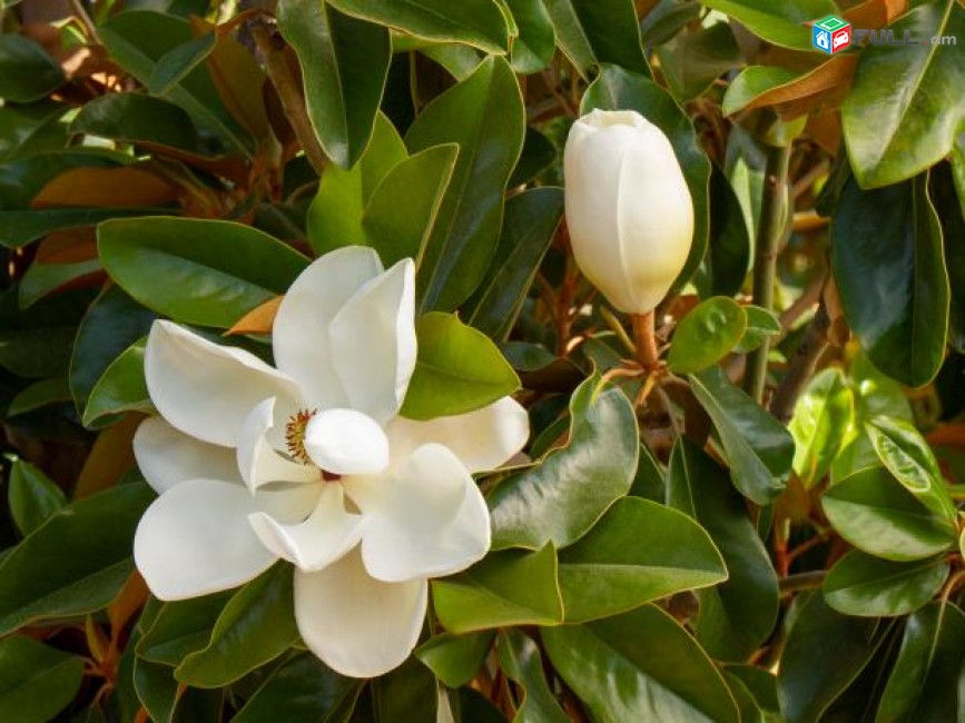 Magnolia Magnolia soulangeana