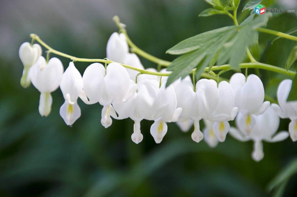 Dicentra Дицентра ծաղիկների մեծ տեսականի