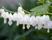 Dicentra Дицентра ծաղիկների մեծ տեսականի