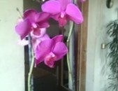 Ծաղիկ արխիդեյա orchidea panelopsis