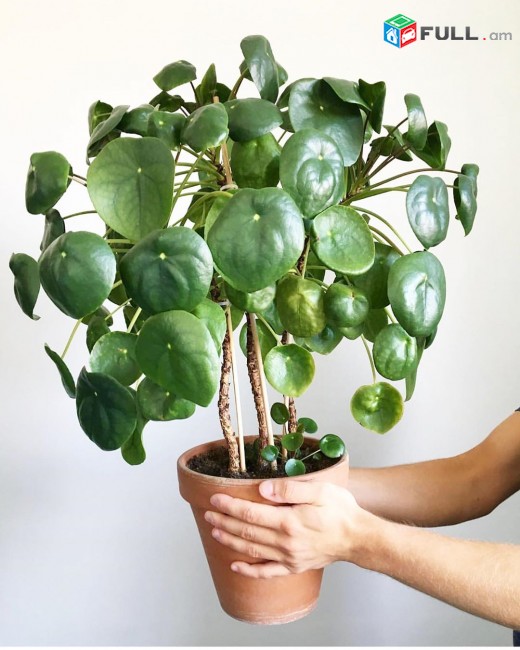 Pilea գեղեցիկ ծաղիկ