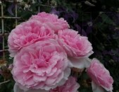 Maglcox varder  kir royal Роза Кир Роял ծաղիկների մեծ տեսականի. Մոտ 800 տեսակ