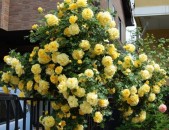 Maglcox varder  golden shauers роза голден шауэрс ծաղիկների մեծ տեսականի. Մոտ 800 տեսակ 