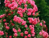 Maglcox varder  rozarium yuterzen роза розариум ютерзен ծաղիկների մեծ տեսականի