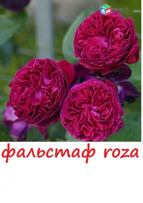 Maglcox varder  polka Роза плетистая Полька ծաղիկների մեծ տեսականի. Մոտ 800 տեսակ