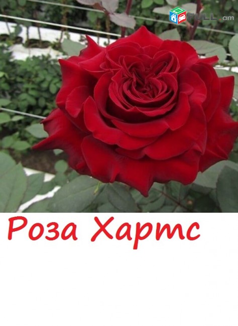 Maglcox varder  polka Роза плетистая Полька ծաղիկների մեծ տեսականի. Մոտ 800 տեսակ