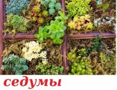 SEDUMI ծաղիկների մեծ տեսականի. Մոտ 800 տեսակ