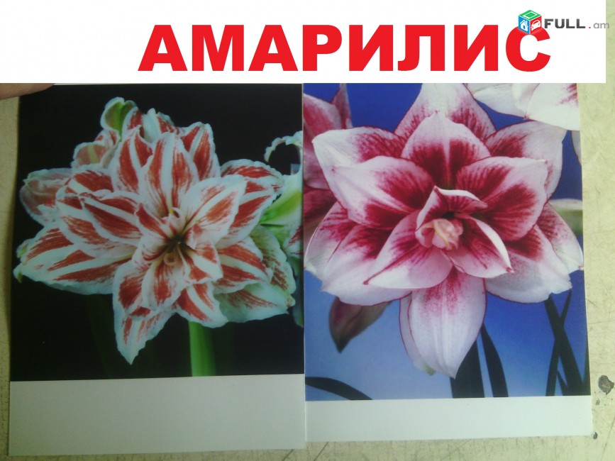 AMARILIS