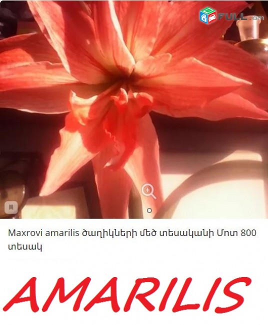 AMARILIS