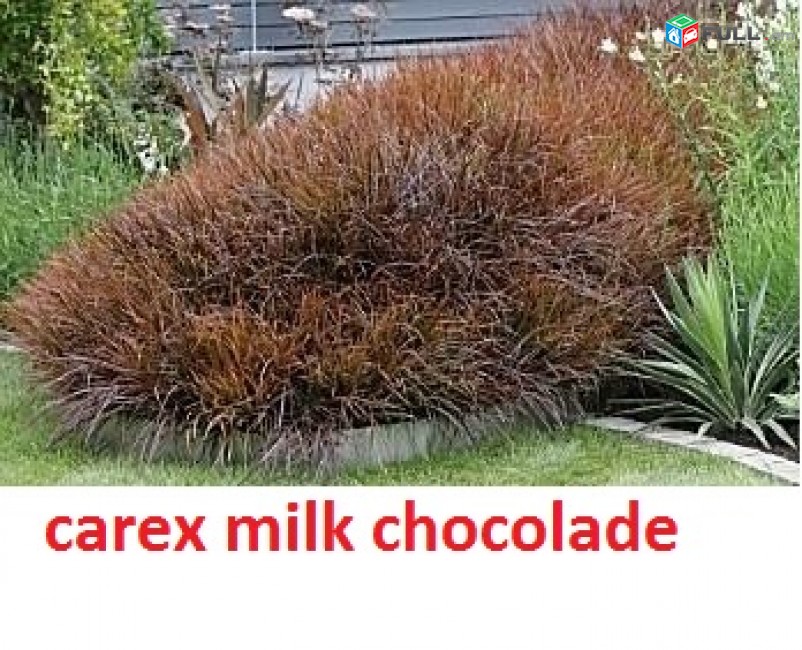 carex bronze ծաղիկների մեծ տեսականի. Մոտ 800 տեսակ