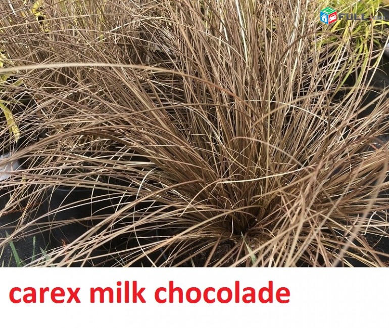 carex bronze ծաղիկների մեծ տեսականի. Մոտ 800 տեսակ