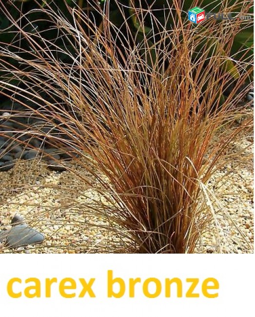 carex bronze ծաղիկների մեծ տեսականի. Մոտ 800 տեսակ