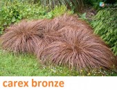 carex bronze ծաղիկների մեծ տեսականի. Մոտ 800 տեսակ