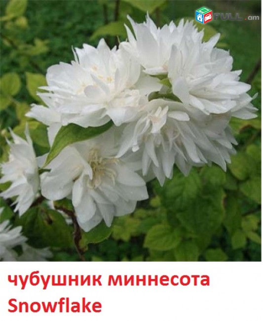чубушник ծաղիկների մեծ տեսականի. Մոտ 800 տեսակ