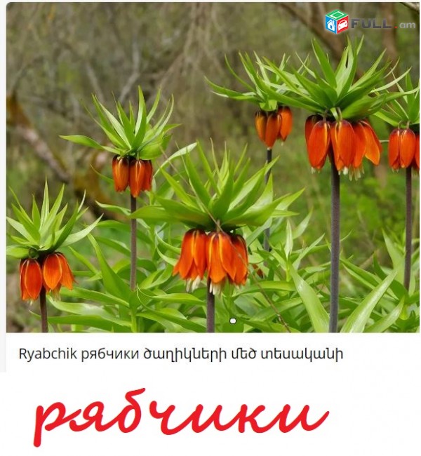 RYABCHIKI ծաղիկների մեծ տեսականի. Մոտ 800 տեսակ